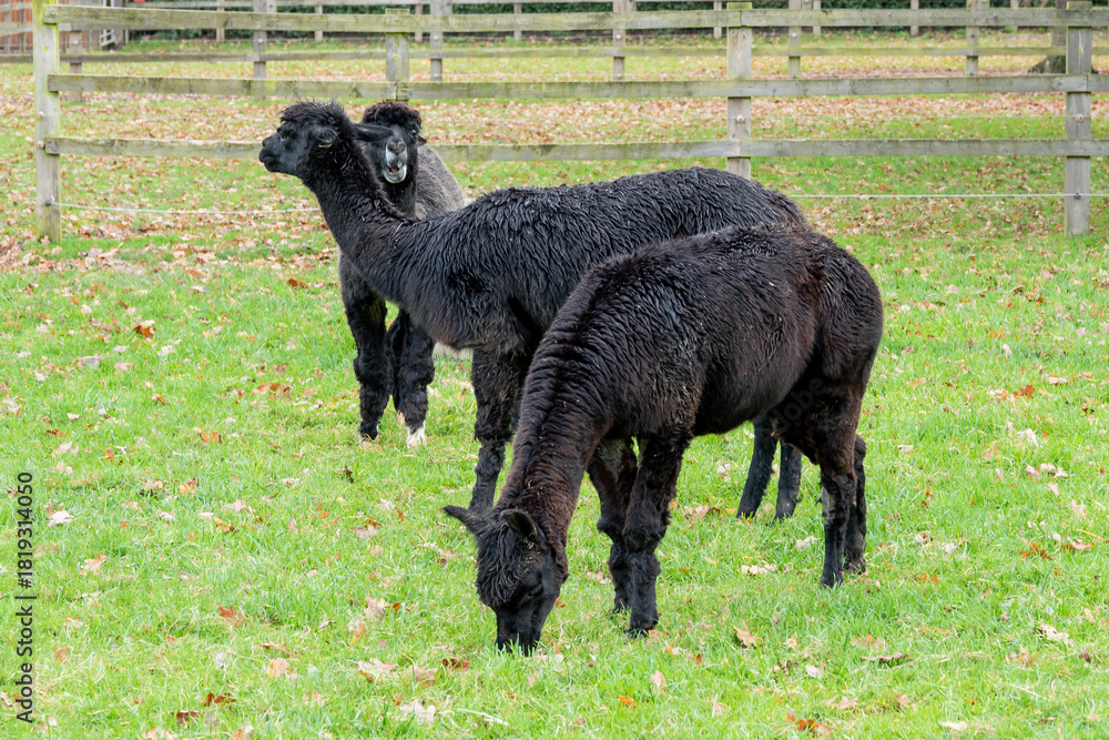 Fototapeta premium portrait of three cute black alpacas