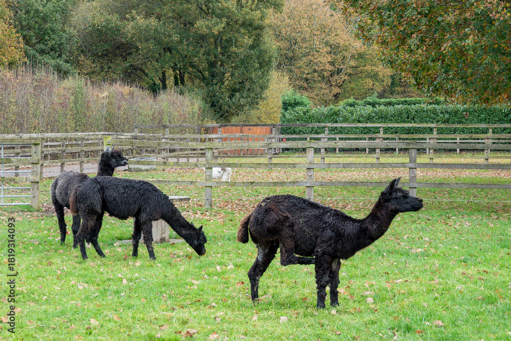 Fototapeta premium portrait of three cute black alpacas