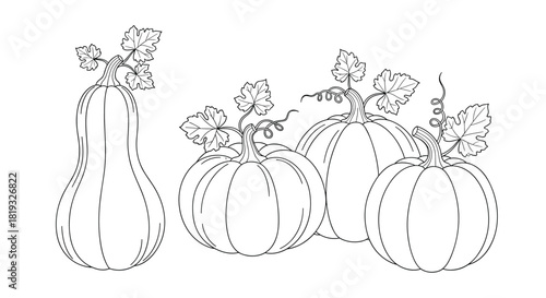 A simple black and white line art illustration featuring a variety of pumpkins and a butternut squash, each with leaves and tendrils, perfect for autumn harvest themes.