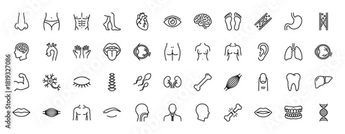 Human anatomy line icon set. Vector pictograms of heart, brain, lungs, liver, bones, muscles, stomach, and other human body parts, thin linear illustration.