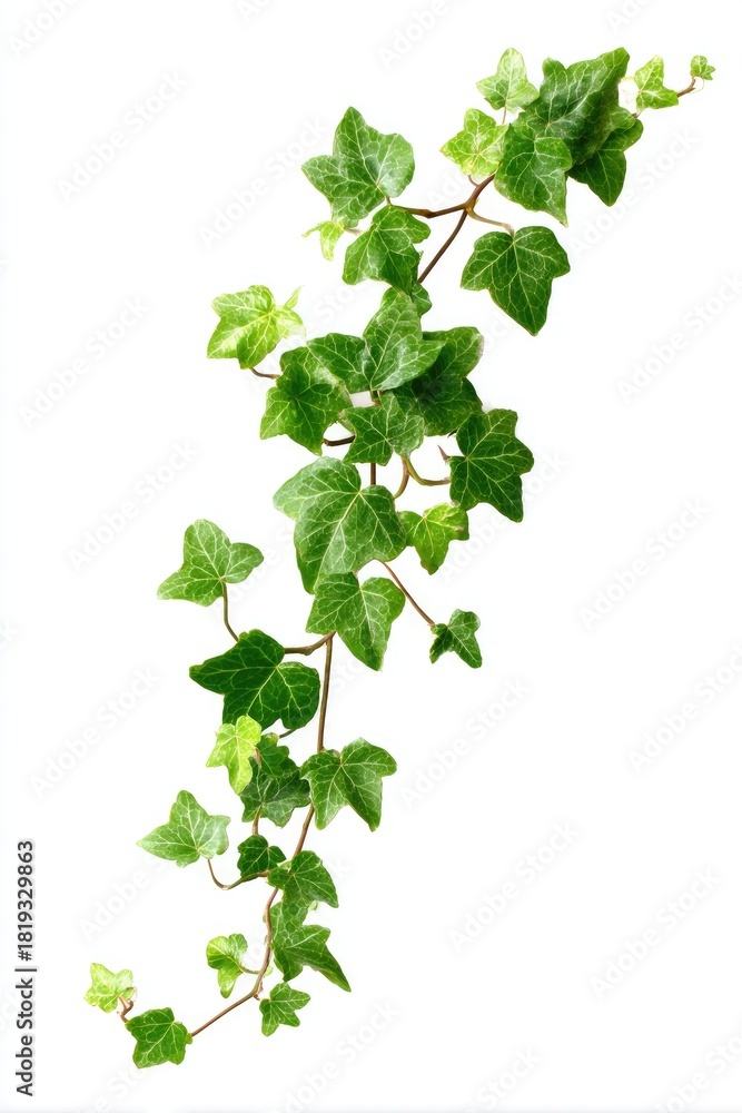 Naklejka premium Vivid green ivy branch with multiple leaves, curving downwards, against a white background