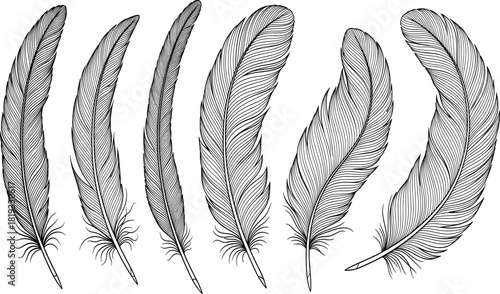 Set of hand drawn bird feathers, detailed black line art vector illustration isolated on white background, for vintage boho design and decoration.