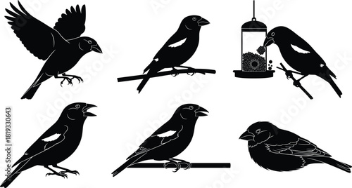 Set of Hawfinch bird silhouettes, featuring flying, perched and feeder poses, black and white vector illustration for nature and wildlife design projects.