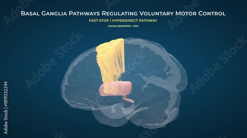 Healthy Brain Basal Ganglia Neural Connections on Blue Background, Seamless Loop