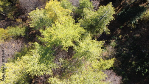 Colorati alberi autunnali visti dall'alto