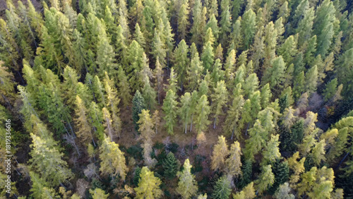 Colorati alberi autunnali visti dall'alto