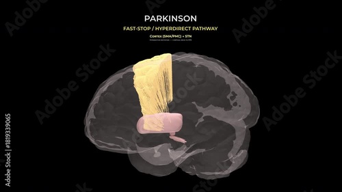 Parkinson Neural Activity Loop Inside Semitransparent Brain on Clear Background
