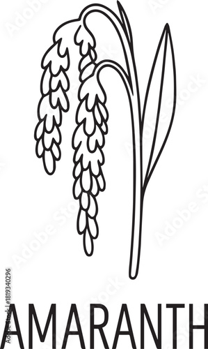 Amaranth Plant Stalk Illustration