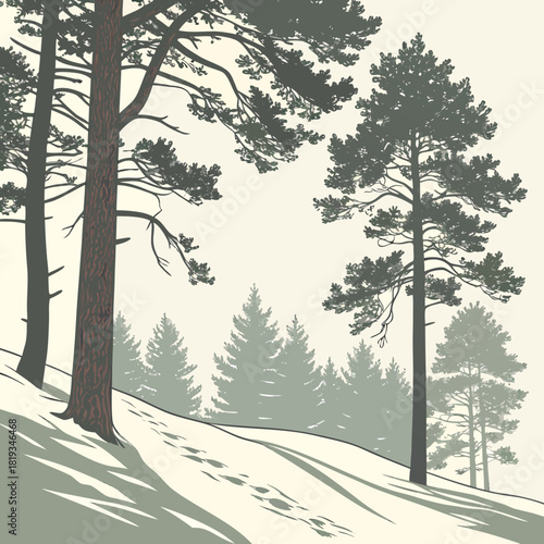 Serene winter forest scene with tall pine trees and footprints in the snow covered hillside