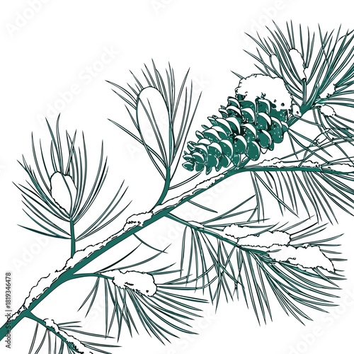 Detailed illustration of a snow covered pine branch with a prominent pine cone and needles