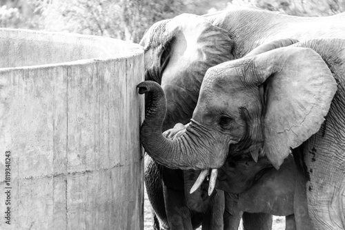 Black and white photo of  the head of aan African elephant touching its trunk against the edge of a concrete dam in the Kruger National Park in South Africa.