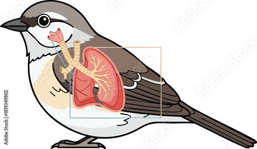 Bird Anatomy Detailed Illustration of Respiratory System