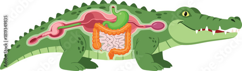 Crocodile Anatomy Exploring the Digestive System of a Reptile with Detailed Organs