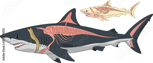 Anatomical Illustration of a Shark with Skeletal Overlay Showing Skeletal Structure