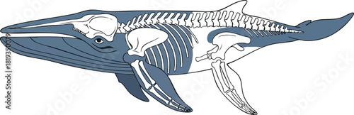 Whale Anatomy Illustration Bone Structure and Body Outline
