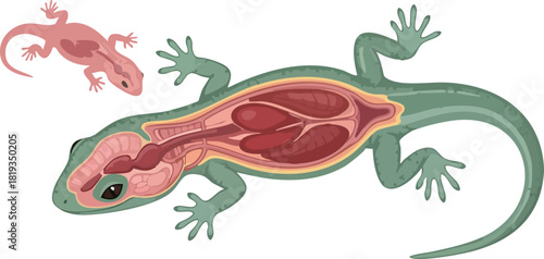 Anatomical Illustration of a Lizard with Internal Organ Details