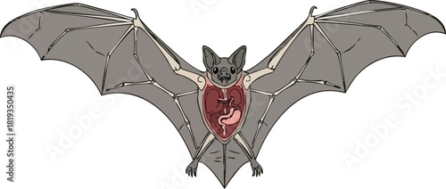 Anatomical Illustration of a Bat with Exposed Organs