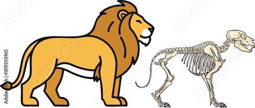 Lion Anatomy A Cartoon Comparison of a Lion and Its Skeleton