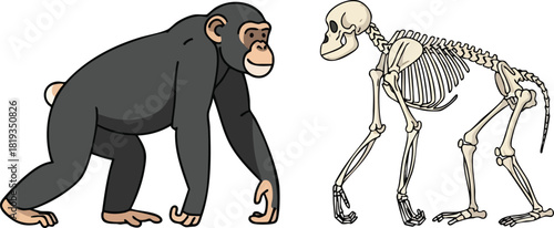 Chimpanzee Anatomy A Comparative Illustration of Ape and Skeleton