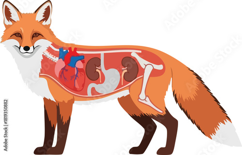 Fox Anatomy A Detailed Look Inside a Wild Animal