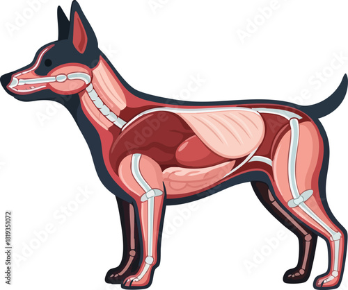 Dog Anatomy An Illustrated Guide to Canine Internal Structures