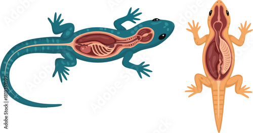 Anatomical Study Gecko's Internal Organs Illustration