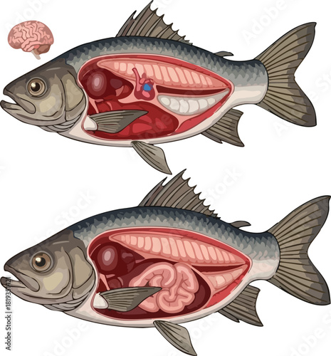Fish Anatomy A Detailed Illustration of Internal Organs