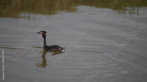  The Bahri, whose scientific name is Podiceps Cristatus, is from the Podicipedidae family.