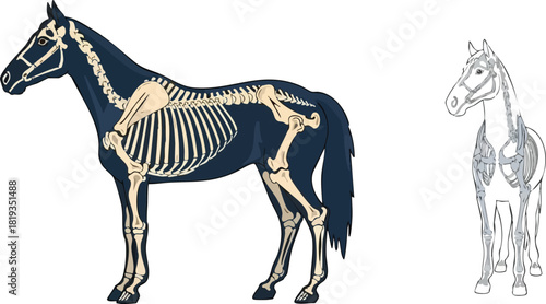 Horse Anatomy Illustration Skeletal Structure and Musculature