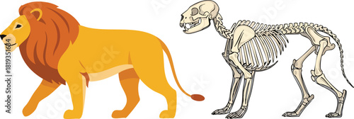 Lion Anatomy Cartoon of a Lion and its Skeletal Structure Side-by-Side