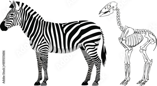 Zebra's Transformation From Stripes to Skeleton