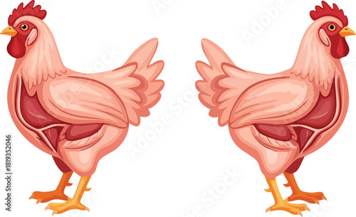Anatomical Illustration of Chicken Educational Poultry Diagram