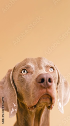 Adorable weimaraner dog with beautiful eyes looking up with curiosity and blinking. A purebred pet posing against a solid orange background. Vertical