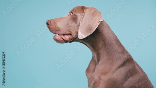 Elegant weimaraner dog looking away with its mouth open. Studio portrait of a purebred puppy panting, showing its healthy pink tongue