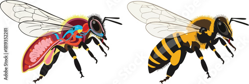Bee Anatomy and Exterior Illustration Detailed Look