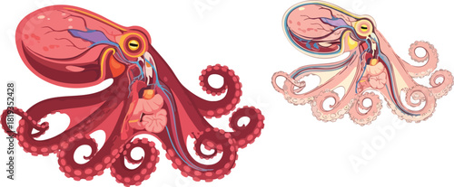 Detailed Anatomical Octopus Illustration with Internal Organs