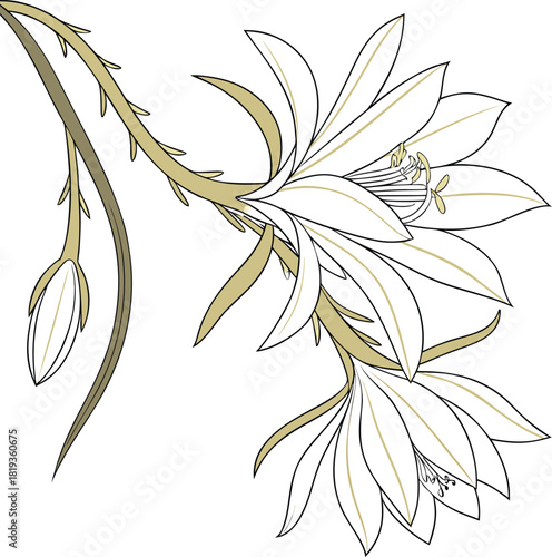 vector illustration of a kadupul flower (Epiphyllum oxypetalum)