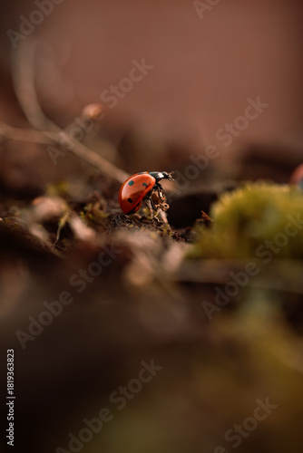 Ladybug in its natural habitat, warm atmospheric autumn background. Forest after rain in brown colors.