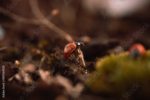 Ladybug in its natural habitat, warm atmospheric autumn background. Forest after rain in brown colors.