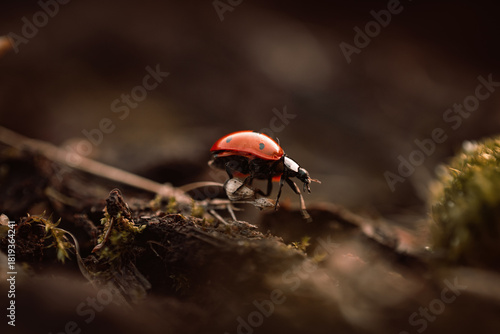 Ladybug in its natural habitat, warm atmospheric autumn background. Forest after rain in brown colors.