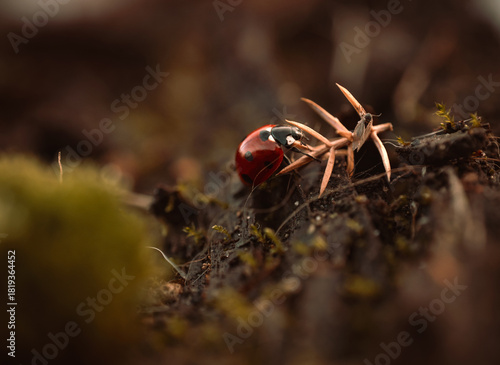 Ladybug in its natural habitat, warm atmospheric autumn background. Forest after rain in brown colors.