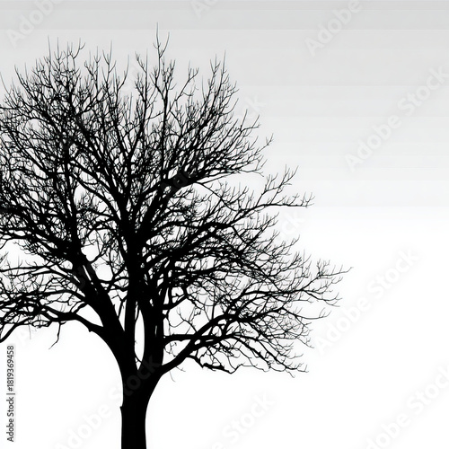 Beautiful Winter tree silho...