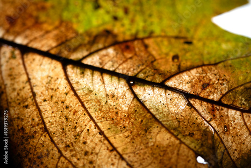 Close up of fallen dead decaying leaf with veins and cracks for background deep reds and browns