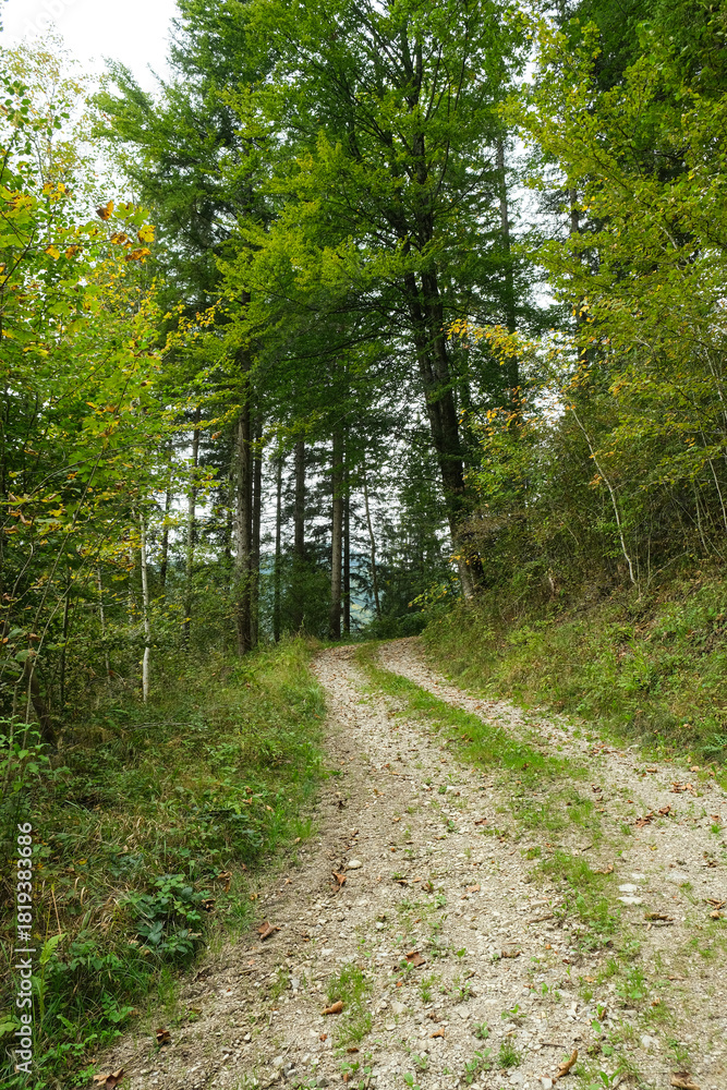 Fototapeta premium Summer hiking trail winding through lush green deciduous forest landscape