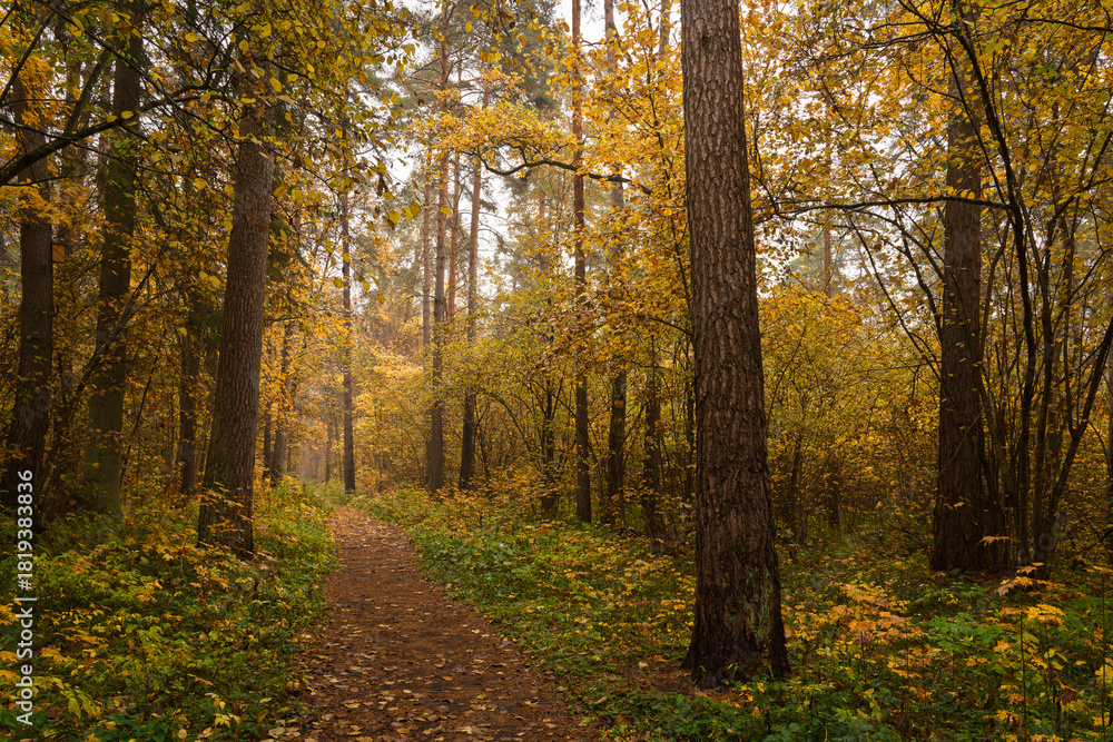 Fototapeta premium Forest path in autumn through tall pines and maple trees with golden yellow foliage. Natural beauty and tranquility perfect for background image and travel concept. Golden autumn.