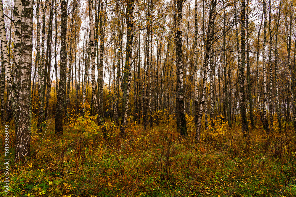 Fototapeta premium Autumn forest with tall birch tree trunks and fallen yellow leaves on the ground. Natural seasonal scenery, nature background.