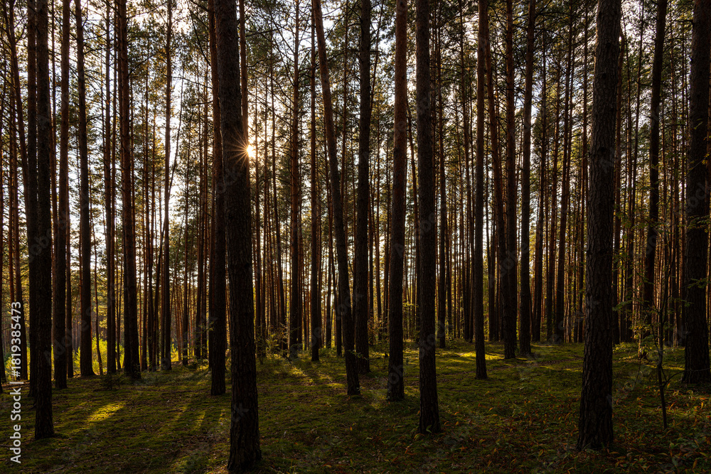 Obraz premium Sunrise or sunset in tall pine forest with long shadows on mossy ground. Nature landscape for tranquility and wilderness. Natural scenic view for wallpaper design.