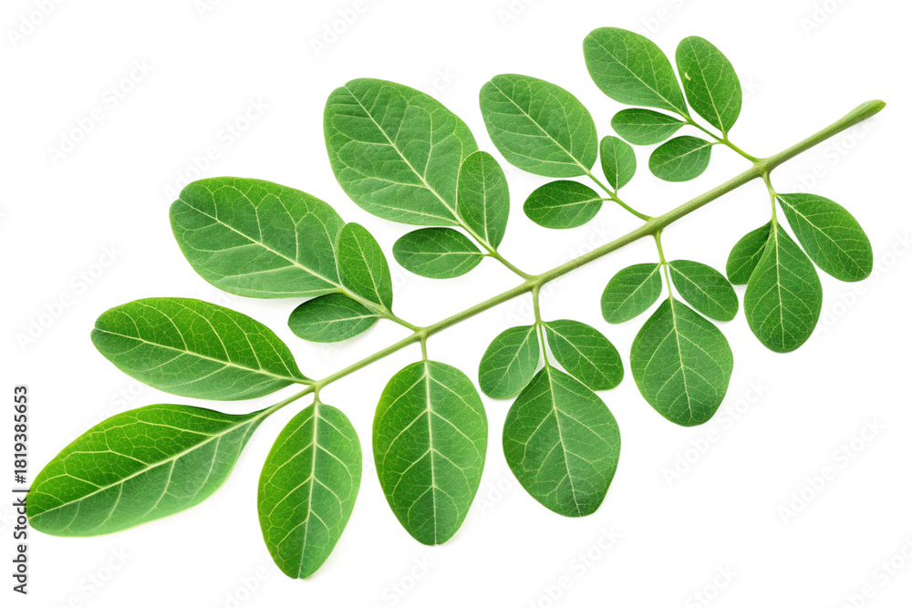 Obraz premium Fresh Moringa Oleifera Leaves Isolated on White