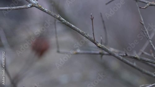 Wallpaper Mural Rack focus shot moves from withered fruit on winter tree branches to a background revealing distant village houses and rooftops in a rural landscape setting.

 Torontodigital.ca