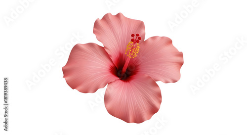 Beautiful pink hibiscus flower with delicate petals and vibrant details.